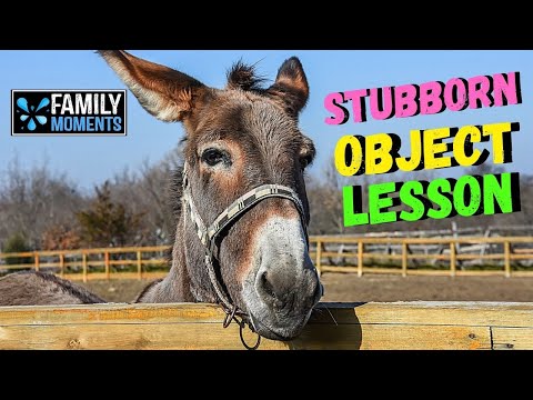 OBJECT LESSON - AS STUBBORN AS A MULE