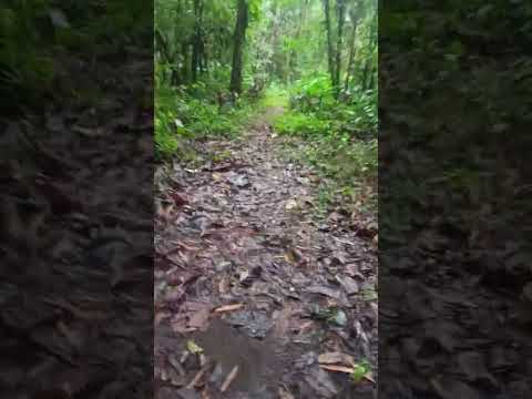 Puyo pastaza