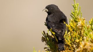 Download lagu Black Siskin breeding season | How breeding Carduelis Atrata mp3 Download lagu Black Siskin breeding season | How breeding Carduelis Atrata mp3