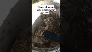 Download lagu Dimana ada gula disitu ada semut.padahal tidak ada gulanya🦗🦗🦗🦗 mp3