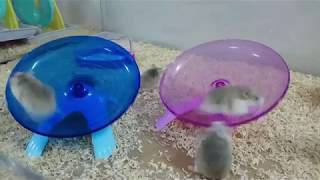 Download lagu [鬼畜] 老公公仓鼠们的疯狂跑盘片！Roborovski hamster gone crazy mode...XD mp3