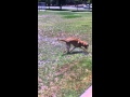 Red Dog Meets Sprinkler