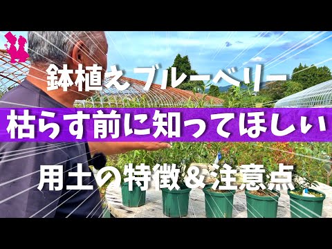 園芸 吸盤を切るにはどうすればいいですか?