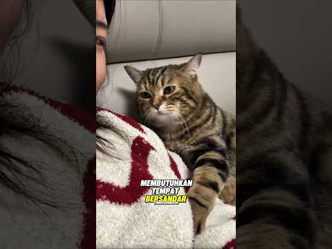 “Kucing Ini Selalu Tidur di Pundak Majikannya… Ternyata Alasannya Bikin Haru 💔🐱” #shorts
