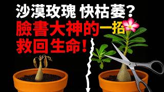 沙漠玫瑰快枯萎？臉書大神的一招救回生命！