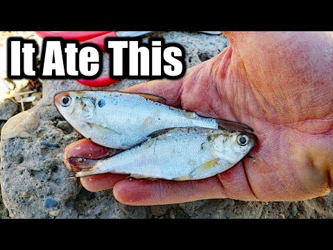 The BIGGEST Catfish in the Lake! (New PB) - Spring Catfishing from the Bank