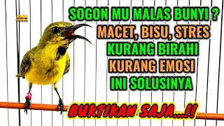 Download lagu Menaikan birahi dan emosi‼️ Pancingan sogon agar bunyi gacor mp3