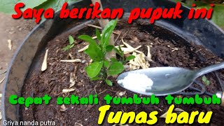 Download lagu INILAH CARAKU MERANGSANG AGAR TANAMAN JERUK LIMAU TETAP SUBUR SAMPAI BERBUAH LAGI mp3