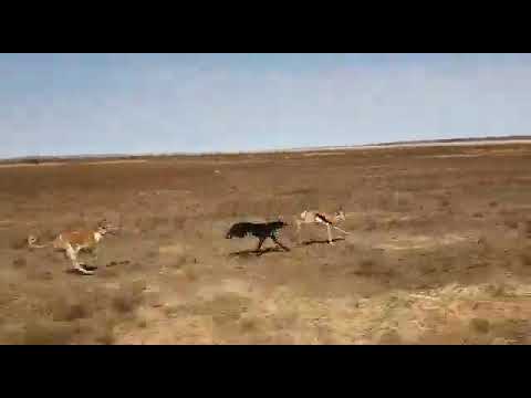 saluki/Greyhound chasing a springbok(please watch and subscribe)