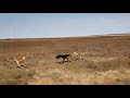 Saluki Greyhound Chasing A Springbok Please Watch And Subscribe