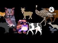 Safari Animals Collecion Kids Picture Show