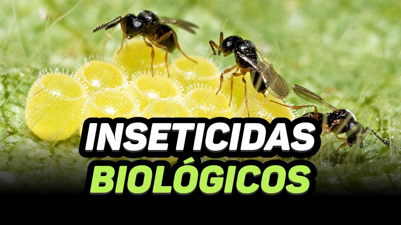 CONHECENDO OS INSETICIDAS BIOLÓGICOS
