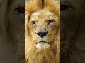 Tiger Attitude Tiger Attitude Whatsapp Status Shorts
