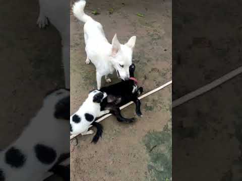 3 dog funny fight#viral #shorts #fight