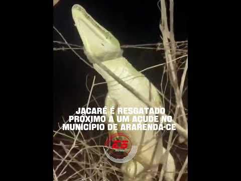 Jacaré é resgatado por Bombeiro Civil, em Itauru, município de Ararendá-CE