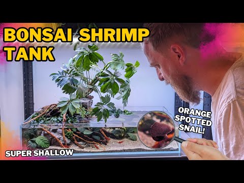Water's edge aquarium, for colourful shrimps and snails! (Low tech, super shallow aquascape)