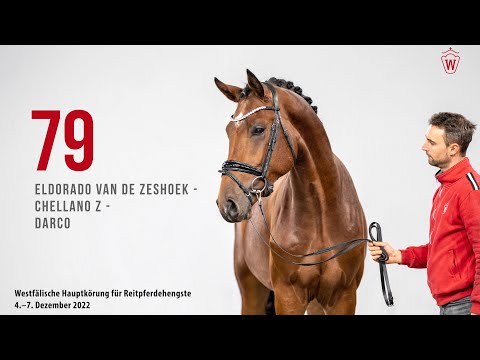Westfälische Hauptkörung 2022 Reitpferde: Kat.Nr. 79 Eldorado van de Zeshoek  -  Chellano Z - Darco