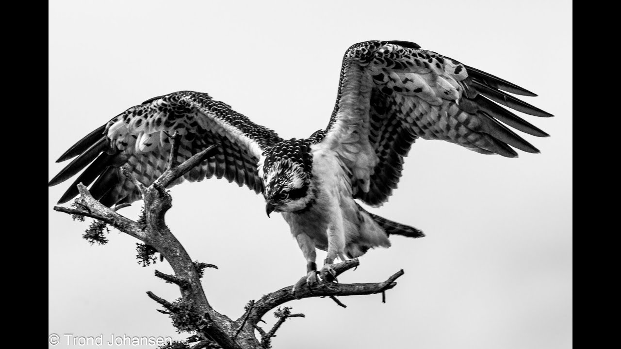 Osprey - Fiskeørn With Big Fish Landing On His Fast Eating Place - 4K