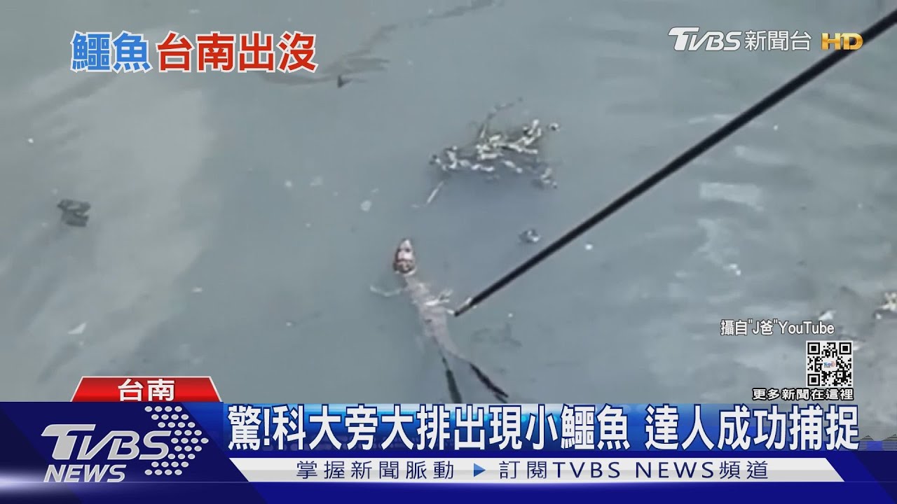 驚! 中華醫事科大附近鱷魚出沒 達人成功捕捉