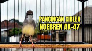 Download lagu suara burung CIBLEK GACOR NGEBREN Pancingan Ciblek Semi bahan jadikan ciblek kristal gacor Tarung mp3