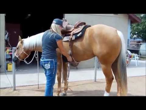 download lagu mp3 mp4 Aqha For Sale, download lagu Aqha For Sale gratis, unduh video klip Aqha For Sale