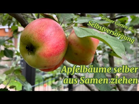 Apfelbaum ganz einfach aus Kern selber ziehen / Obst im Garten #selbstversorgung #eatfresh #garten