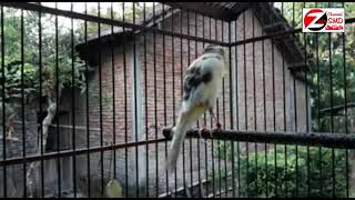 Download lagu KENARI GACOR UNTUK MASTERAN DURASI PENDEK mp3