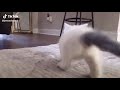 Smol Kitty Twerk