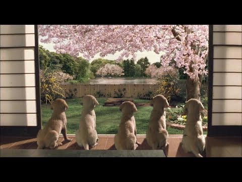 【宇哥】10分钟看完8.4高分感动全世界的神片《导盲犬小Q》比纪录片还真实的电影，太震撼人心了！