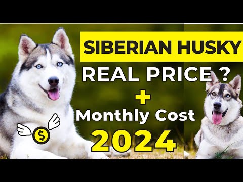 Siberian Husky Price In India 2024 | Siberian Husky Price and Monthly Expenses | Siberian Husky