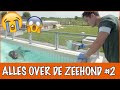 Hoe de zeehond bijna uitstierf!  | DierenpraatTV