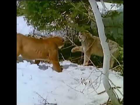 Canadian Lynx vs Mountain Lion| Very rare fight