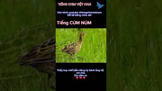 Download lagu Tiếng chim cúm núm gọi bầy | cúm núm kêu mp3 Download lagu Tiếng chim cúm núm gọi bầy | cúm núm kêu mp3