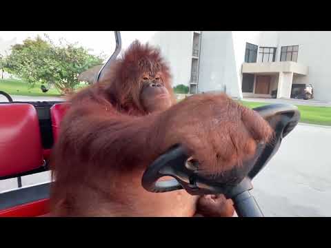 Orangutan driving golf cart [10 HOURS]