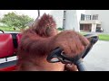 Orangutan driving golf cart [10 HOURS]