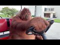 Orangutan Driving Golf Cart 10 HOURS
