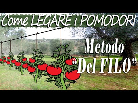 , title : 'Come LEGARE i POMODORI col "METODO del FILO" | Coltivare POMODORI | La Guida PASSO dopo PASSO  ep. 2'