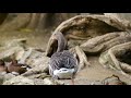 Relaxation Music Lofi Geese