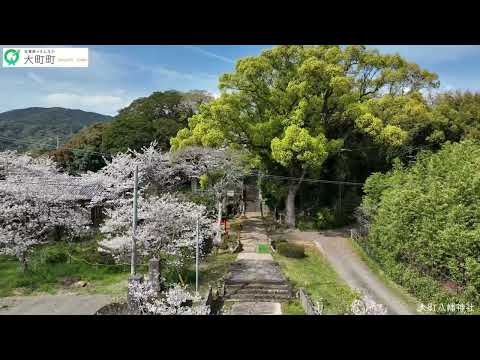 【桜ドローン撮影 4K】大町町の桜の名所｜Omachi Town,Cherry Blossom Viewing