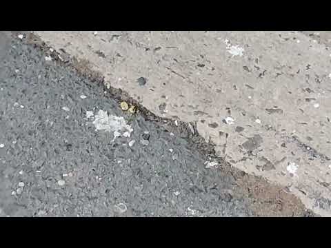 Ants Eating Our Bait in Dayton, NJ