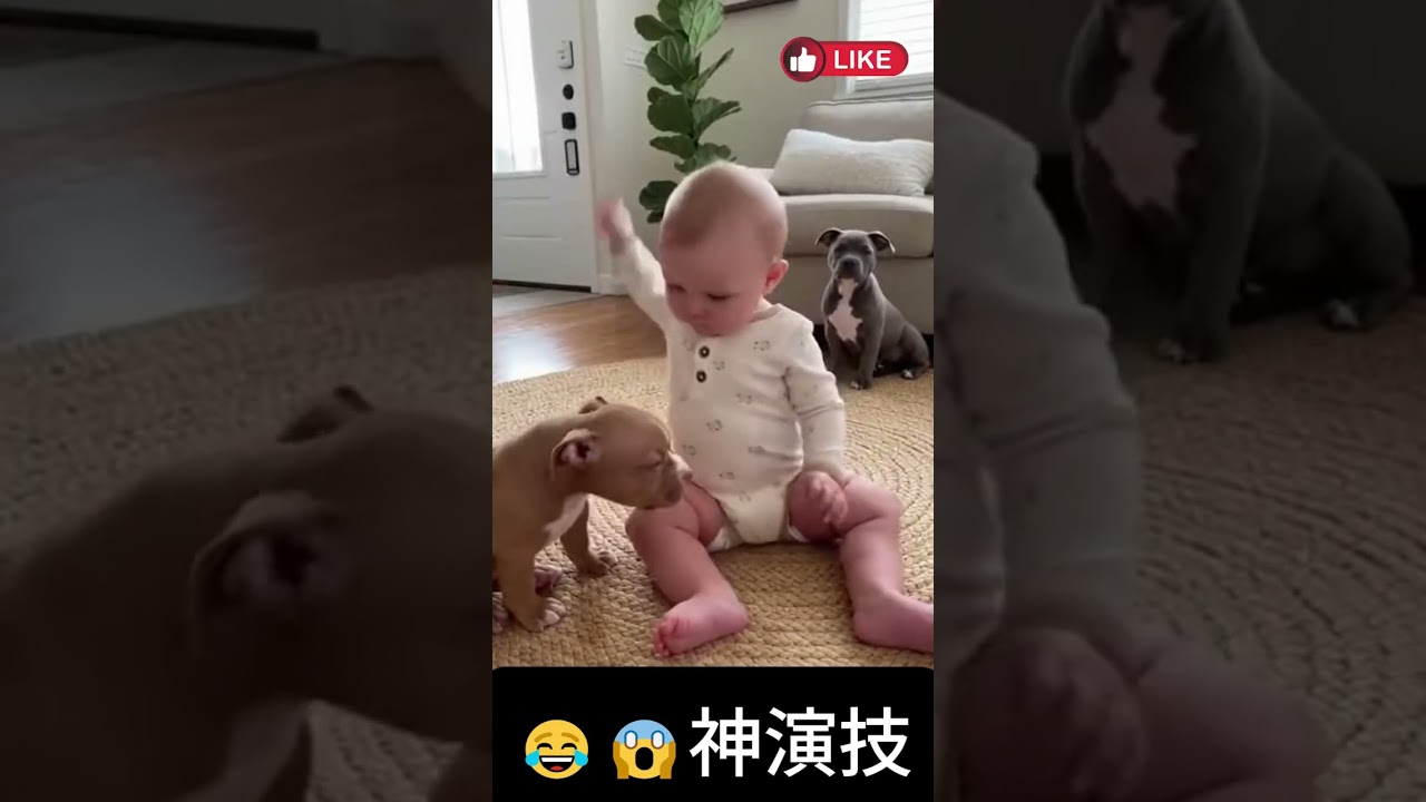 😂😱神演技 |divine acting  #youtubeshorts #cute #funny #baby  #pets