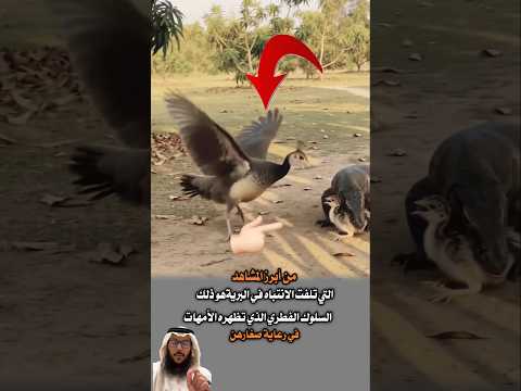 الأم تقدم روحها درعاً وتجعل من جسدها جسراً ومن خوفها قوة لا تلين سبحان الله #funny#freefire#shorts#