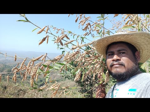 🌱como producir gandul o frijol de palo,en cuantos meses produce?😯