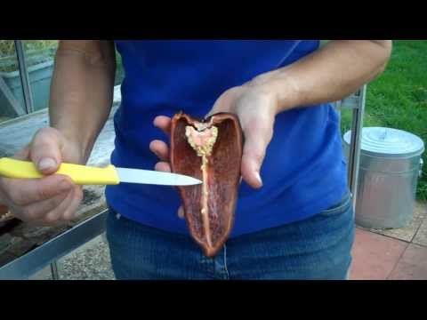 download lagu mp3 mp4 Chilli Heat Measurement Scale, download lagu Chilli Heat Measurement Scale gratis, unduh video klip Chilli Heat Measurement Scale