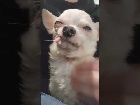 Matty J’s Midweek Pick-Me-Up! #HmphDay #MidweekPickMeUp #MattyJ #ChihuahuaOfTheDay