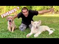 MY PUPPY MEETS A LION ! WILL THEY BE FRIENDS ?!