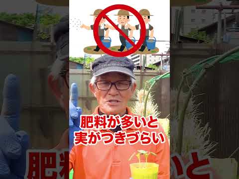 セアノサスの肥料は何ですか？カリフォルニアライラックにいつ肥料を与えるのですか？  庭園