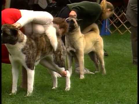 Akita breed video