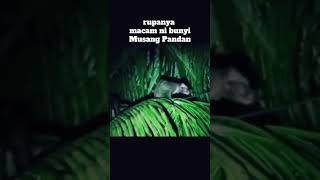 Download lagu Suara musang pandan di malam hari. #musang #hewaneksotis  #musangpandan #musangakar #musangbulan mp3