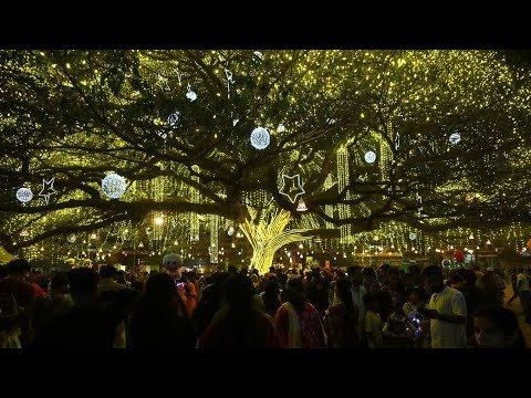 Fort Kochi natural christmas tree Travique by Sunitha